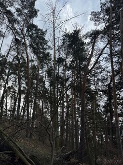 Prodám lesní pozemek v k.ú. Prokopov Prokopov, okres Znojmo - 5