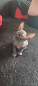 Sphynx - 5