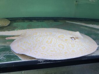 Potamotrygon sp.Golden Lucy - 5
