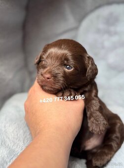 Maltipoo F1 Chocolate, 2,5 měsíce male boy - 5