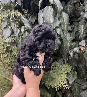 Maltipoo Black, fenka 800€ - 5