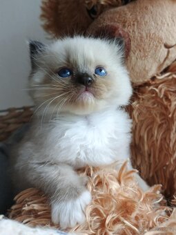 Ragdoll koťátka s PP - 5