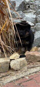 Německý ovčák štěně - 5