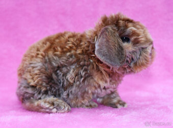 Zakrslý satén rex beránek , samička s VP . - 5