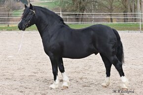 Welsh pony of cob type - připouštění - 5