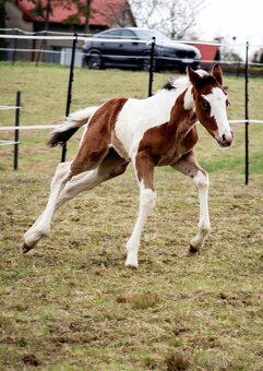 APHA Bay Tobiano Hřebeček - 5