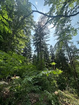 Les / holina - 5