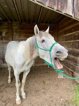 Dobrý menší koník - větší pony valach - 5