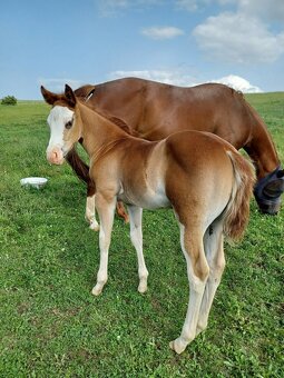 Klisna Quarter horse 6P N/N - 5