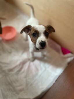 Jack russel teriér - 5