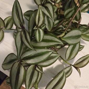 Tradescantia Zebrina Bosse - 5