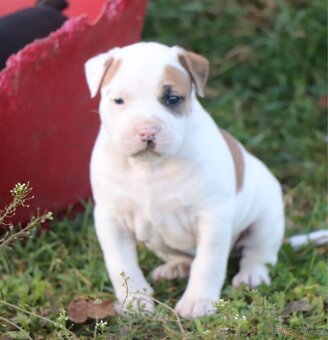 Americký stafordšírský teriér s PP pejsek 1 - 5