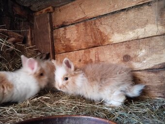 Prodám zakrslé králíčky - 5