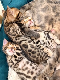 Bengálské koťátka - 5