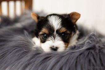 Biewer a Biro Yorkshire Terrier s PP, Jorkšír terier s PP - 5