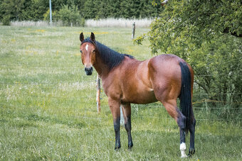 TOP 2-letá klisna QH - 5