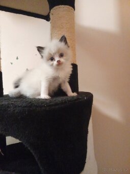 Ragdoll kotatka - 5