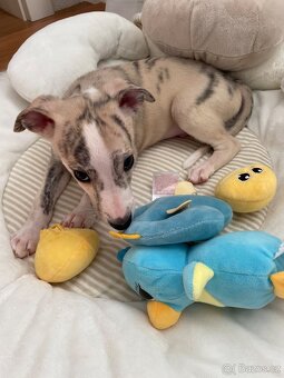 Whippet / vipet s PP FCI - 5