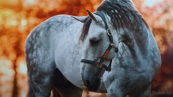 Letošní hřebeček barock pinto X španělský kůň PRE - 5