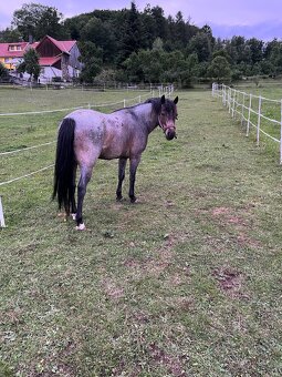 Pony valach WPB - 5