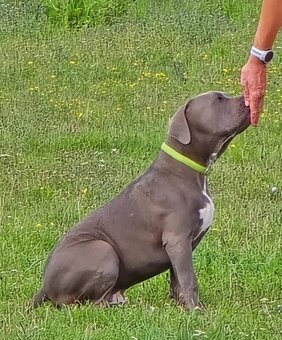 Pejsek American bully XL s PP - 5