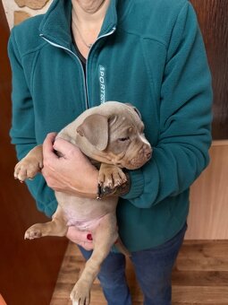 American Bully s PP ABKC - 5