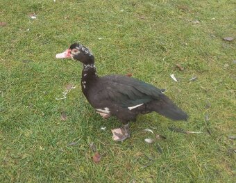 Kachna pižmová - 5