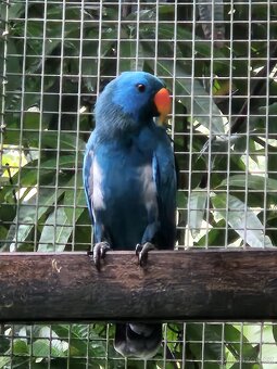 Kúpim eklektus roratus polychloros - 5