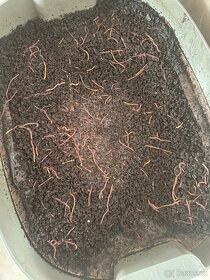 Kalifornské žížaly do vermikompostéru - 5