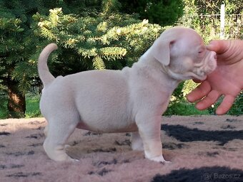 American bully - 5