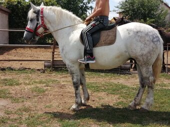 Percheron na predaj - 5