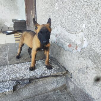 Belgický ovčák Malinois - 5