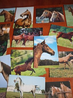 Pohlednice koní, 62ks - 5