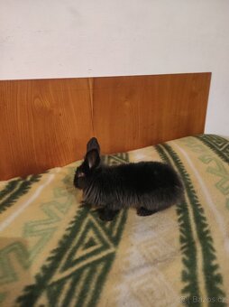 Králík zakrslý - 5