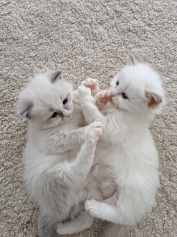 Ragdoll koťata - 5
