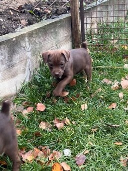 Patterdale teriér - 5