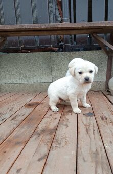 Labradorský retrívr ❤️❤️ - 5