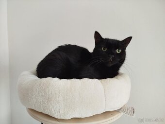 Kostík k adopci - 5