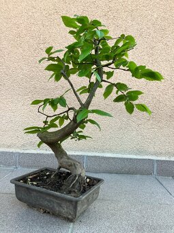 Bonsai, Bonsaj, jamadori, habr - 5