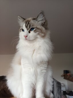Kocourek ragdoll s PP - 5