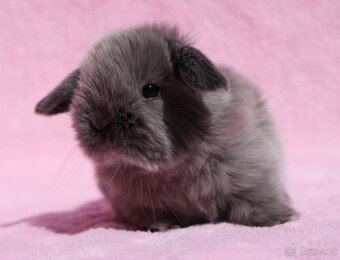 Mini beránek , kuní modrá samička s VP . - 5