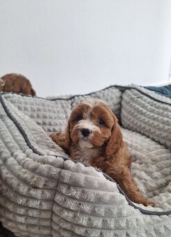Cavapoo - 5
