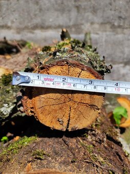 Dřevo z ovocných stromů (čerstvé) - 5