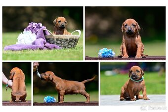 Rhodéský ridgeback - štěňátka k rezervaci 💙 - 5