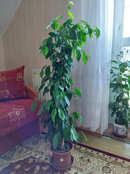 Fíkovník drobnolistý (Ficus Benjamina) - 5