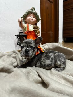 Francouzsky buldoček - 5