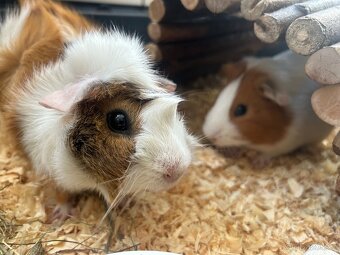 Morčátka za odvoz - 5