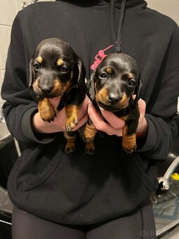 Jezevčík hladkosrstý trpasličí - 5