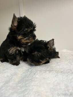 Jorkširský teriér - 5