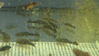 Akvarijní rybičky - mečovka, panceřníček, ancistrus - 5